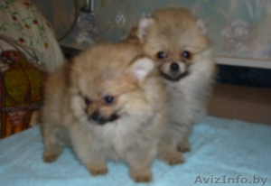 рыжие девочки шпиц предлагаются к продаже #1192132