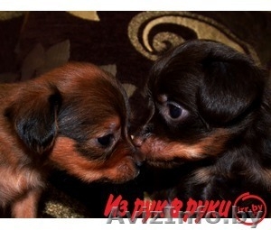 Продаем щенков Той-терьер #1192778