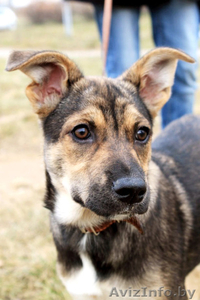 Малышка ищет постоянный дом! #1183915