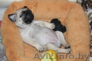 Продам  щеночков мопса. Срочно! #1185831