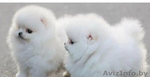 Курносые девочки и мальчики померанского шпица #1192140