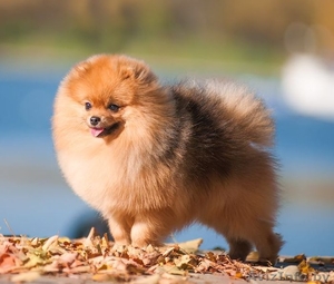 Померанский шпиц для вязок #1195877