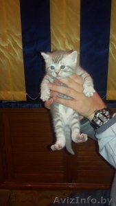 Чистокровные британские котята #1191212