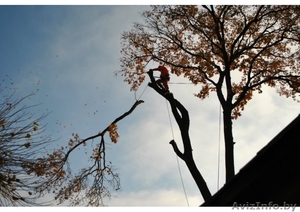 Спилим дерево любой сложности,  на всей территории РБ. #1189807