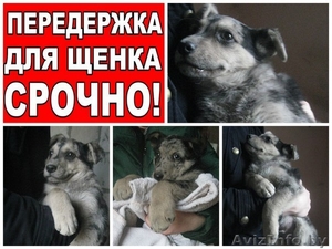 Мраморные щеночки верят в новогоднее чудо! #1189931