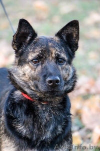 Молодая собачка - в дар! #1139091