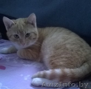 Рыжий котенок кошечка 5 мес #1192498