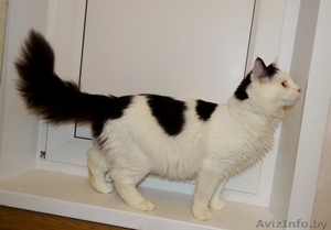 Котик Мирон ищет дом #1164963