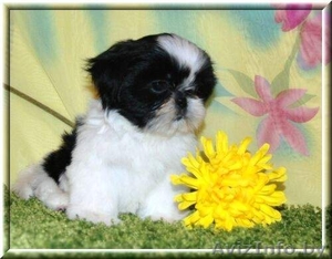 ОЧАРОВАТЕЛЬНЫЕ ЩЕНКИ ШИТ-ЦУ #1186329