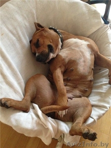 Возьму Вашу собаку на передерку #1184535