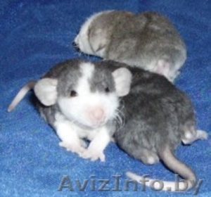 крысы хаски и другие #1184787