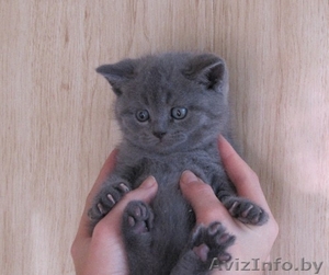 Котенок Британской породы голубой окрас #1194151