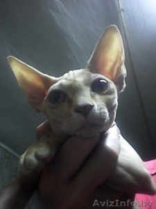 Кошка породы Канадский Сфинкс #1186099