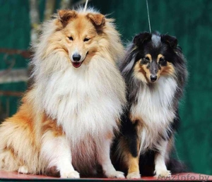 Шелти детки ждут родителей #1187836