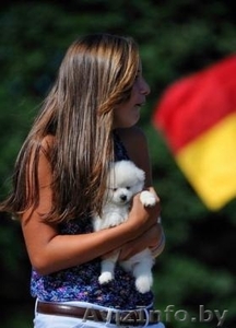 мужские и женские щенков померанского #1192118