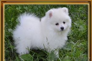 щеночки померанского шпица #1192134