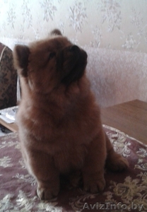 Чау-чау щенки  от элитных родителей. #1196531