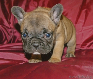 Французские бульдоги - щенки класса LUXX из питомника! #1194995