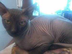 Кот сфинкса на вязку! #1191088