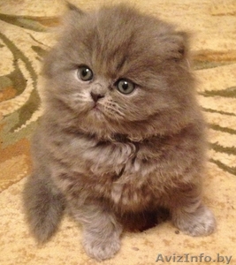 БРИТАНСКИЙ  КОТЕНОК #1197307