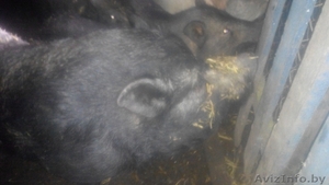 Вьетнамские поросята, свиньи, хряк #1197889