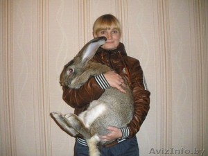 кролики мясных пород #1184057