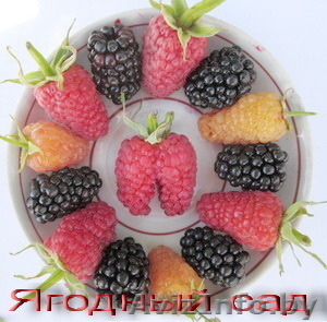 Саженцы клубники в Белоруссии -50 лучших сортов  #856144