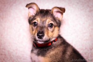 Очаровательные братик с сестричкой ищут дом #1192193