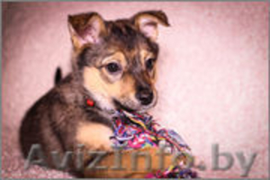 Очаровательная Джуси ищет дом #1197530