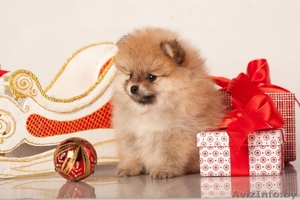 Щенки померанский шпиц карликовый от родителей чемпионов #1197355