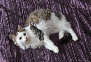 Очаровательный котенок - мальчик в дар	. #1186515