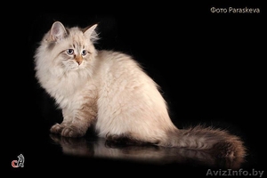 Замечательный подарок к Новому году – котенок ! #1191113