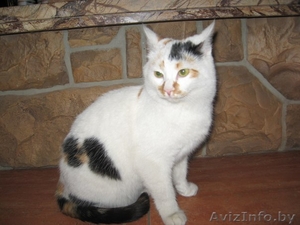 Милая кошечка в дар #1189892