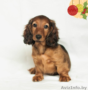 Щенки длинношерстной таксы #1189949