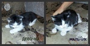 котята бесплатно #1189312