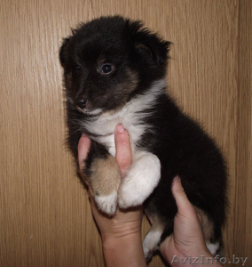 шелтёнок для любви #1197731