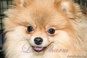 Померанский карликовый шпиц. Породные малыши от питомника 