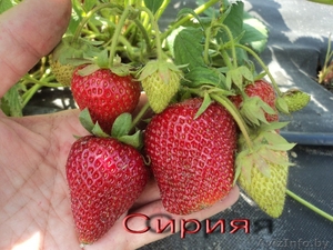 Саженцы  клубники  г.Витебск -  Беларусь #1024261