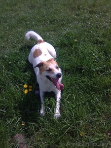 Ищу свою пропавшую собаку и троих котов #1198378