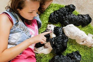 Американского кокер спаниеля. Очаровательные щенки. #1206943