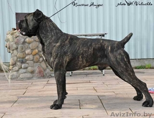 Щенки Итальянского Кане корсо #1209417