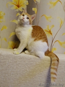 ласковый котик подросток   ищет дом #1199086