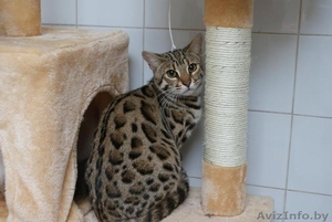 Продаю бенгалов и гибридов Ф1 от алк. #1205091