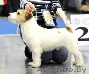 Тримминг собак,  мкр-н Малиновка #1199268