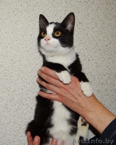 котенок Мика в дар #1199187