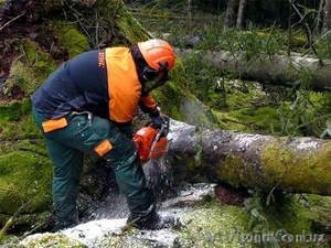 Спилка,  выкорчёвывание садовых дервьев #1205285