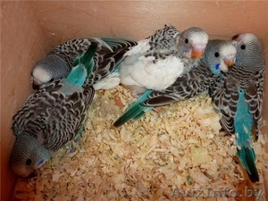 Оптом попугаи от 500 голов #1202660