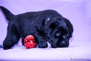 Черные щенки лабрадора #1199341