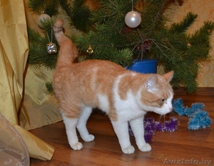 Ласковое рыже-белое солнышко отдается в самые лучшие ручки! #1202041