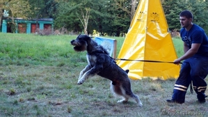 Дрессировка собак в Бресте #1209855